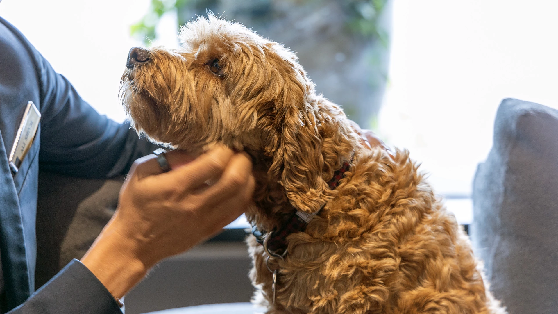 Employee petting a dog
